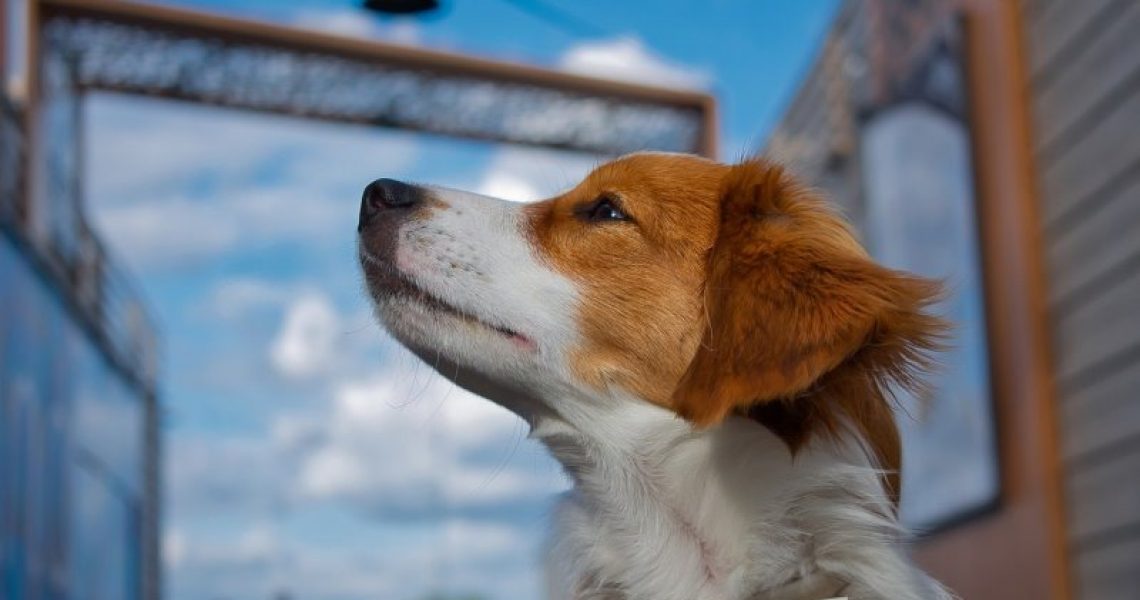 kooikerhondje