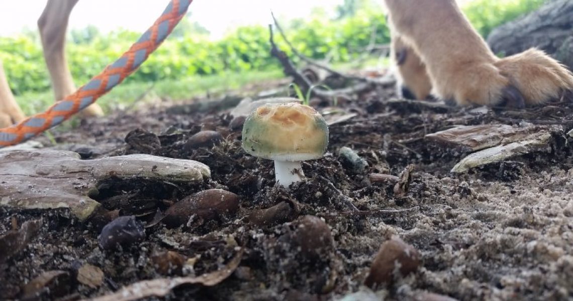 Hund im Wald mit einem Pilz