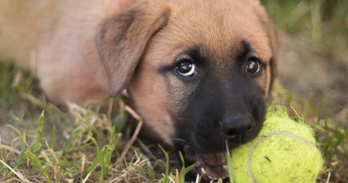 Zahnwechsel bei Hunden