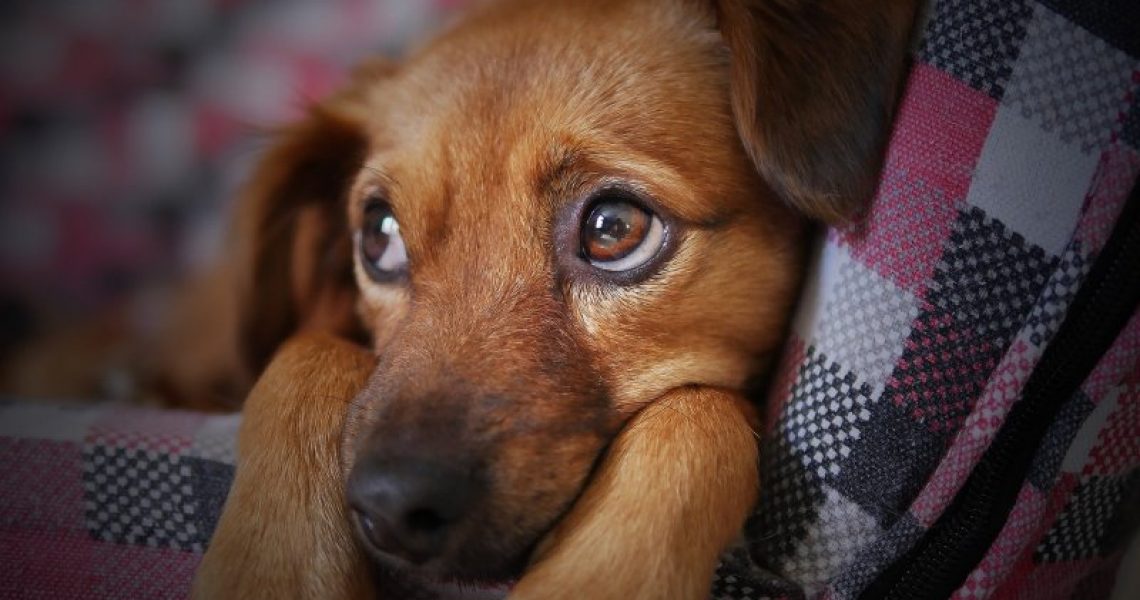 Ängstlicher Hund