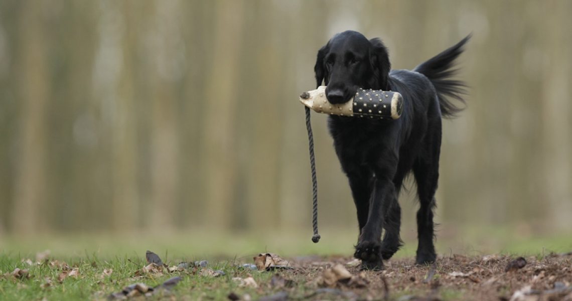 Flatcoated Retriever apportiert einen Dummy