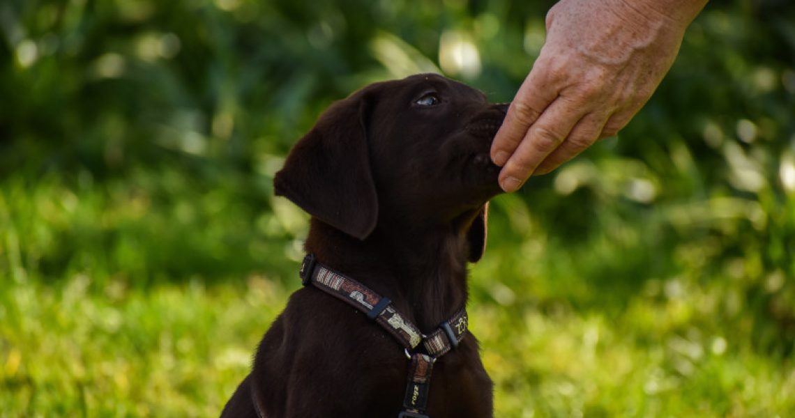 hund-snack
