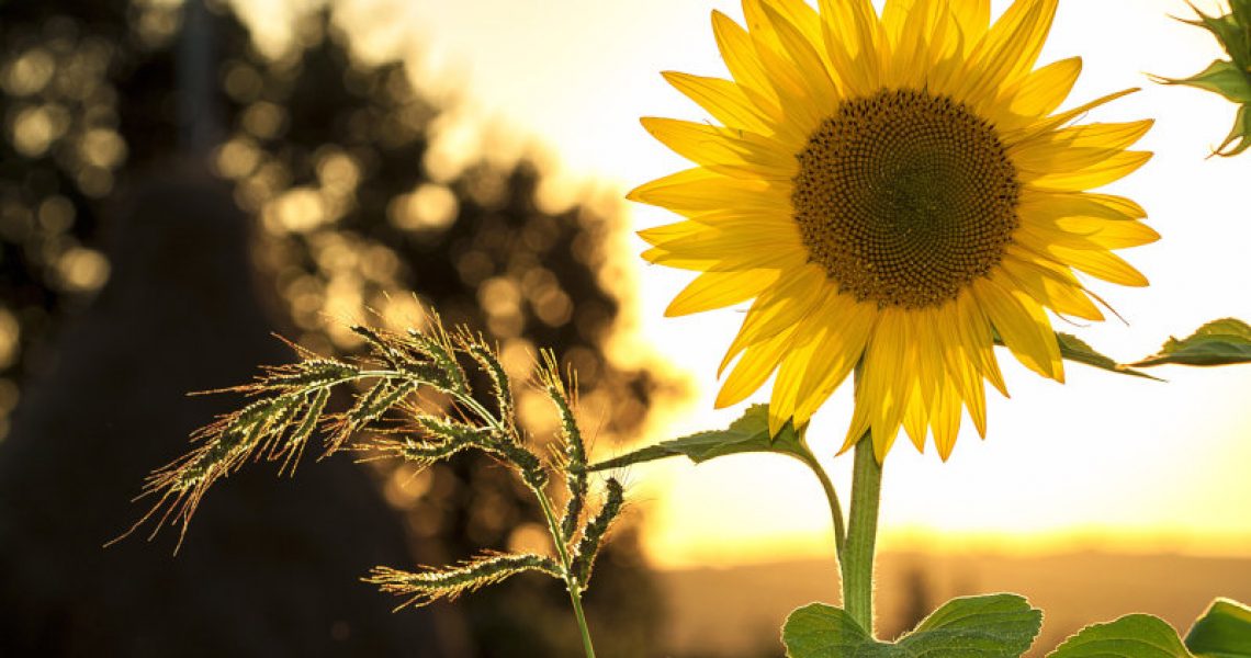 sonnenblume bei sonnenuntergang