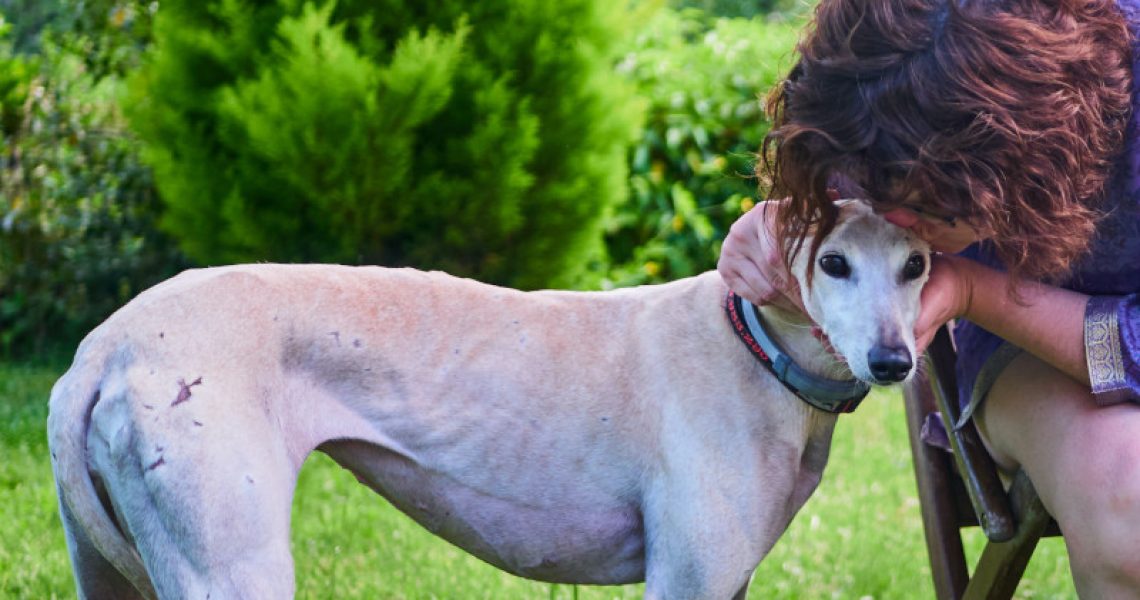 Spanischer Hund mit Mensch