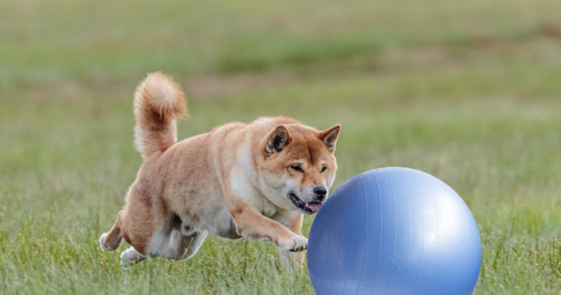 So funktioniert Treibball-Training mit Hund